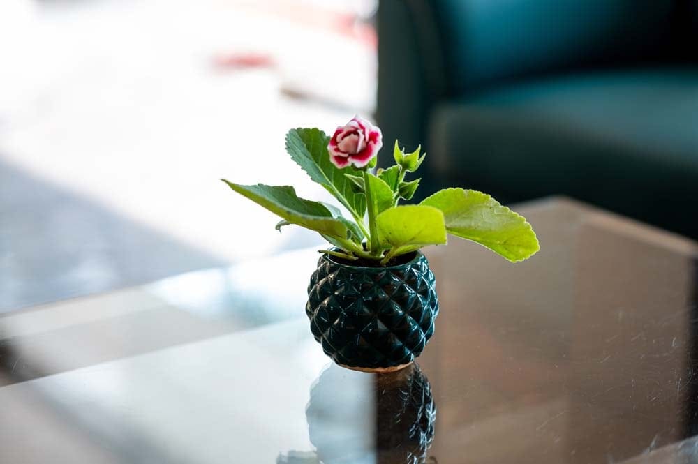 Flowering plant on a table in the lobby